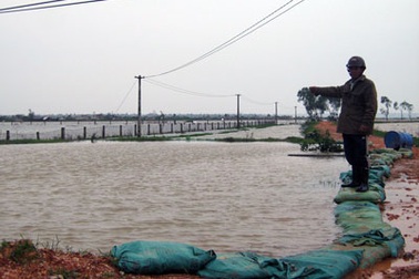 Hoa bệnh, lúa ngập, nhà nông khóc ròng 