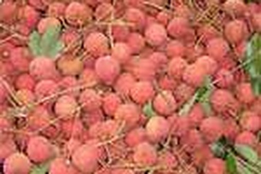 Giá vải thiều năm nay sẽ tăng