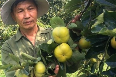 Trồng 1.000 gốc hồng giòn, thu nửa tỷ đồng/năm