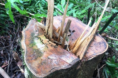 Những cánh rừng bị tàn phá tan hoang