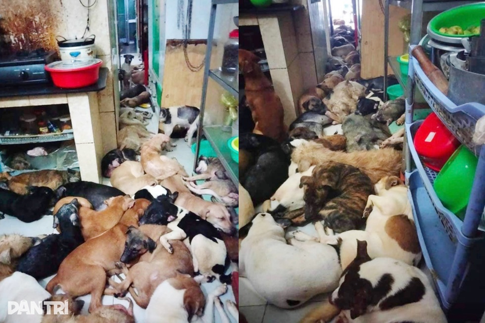 Nhiều người gặp nạn vì chó mèo thả rông ở TPHCM - 3 Nhiều người gặp nạn vì chó mèo thả rông ở TPHCM - 3