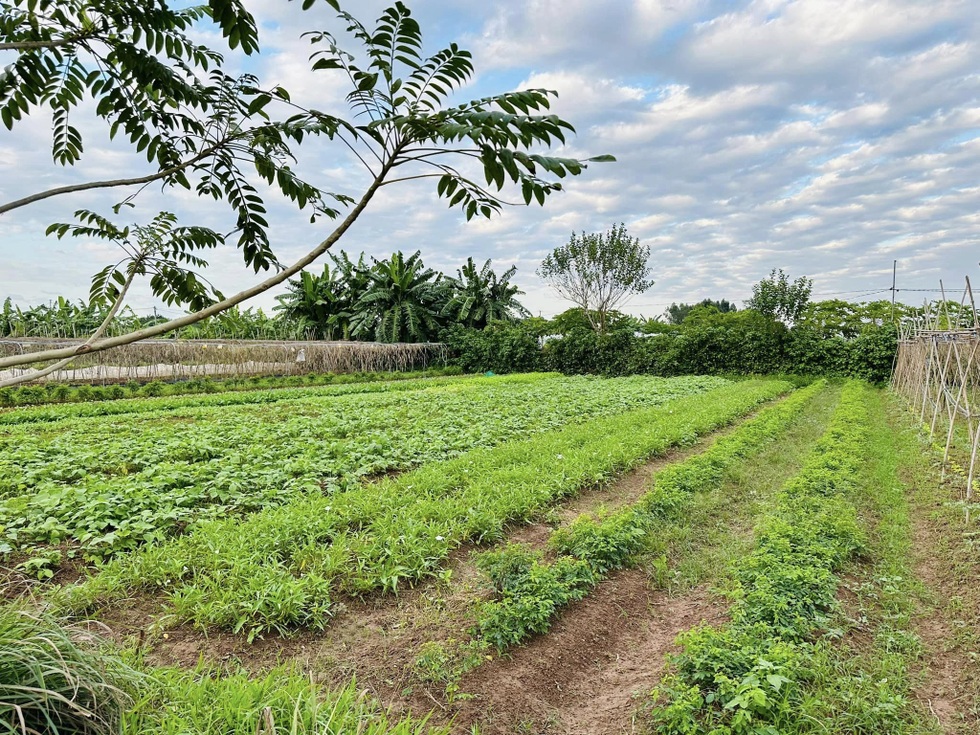 Vợ chồng tiến sỹ về quê làm nông dân, bán 5 tấn nông sản/tháng - 8