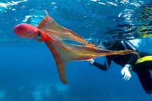 Loài bạch tuộc con đực nhỏ hơn con cái 10.000 lần, nhưng cực kỳ "hung hãn"