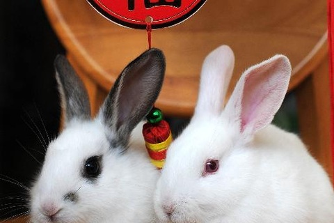 Năm nay năm Mèo hay năm Thỏ?