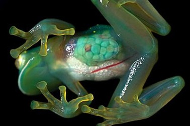 Chùm ảnh: 10 sinh vật trong suốt tuyệt đẹp