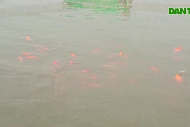 Đàn cá Koi Nhật Bản chuyển từ sông Tô Lịch sang Hồ Tây giờ ra sao?