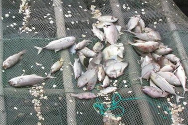 Điêu đứng vì cá nuôi chết trắng đầm