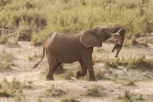 Khoảnh khắc voi mẹ tha xác con khắp thảo nguyên khiến nhiều người xúc động