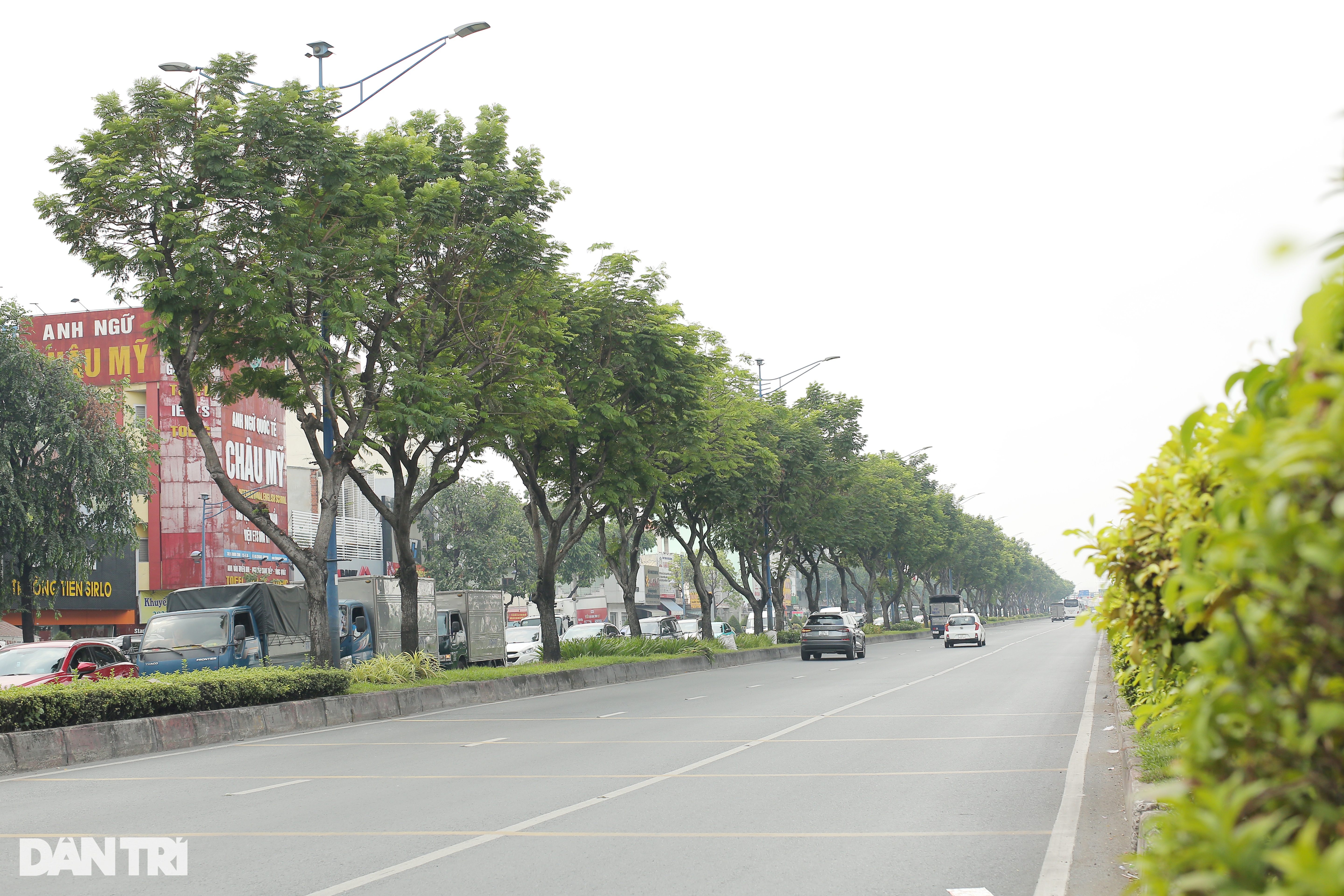 Đau đáu khi hạ cây xanh ở TPHCM để xây dựng hạ tầng - 2 Đau đáu khi hạ cây xanh ở TPHCM để xây dựng hạ tầng - 2