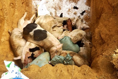 Quảng Nam: Xuất hiện ổ dịch tả lợn châu Phi