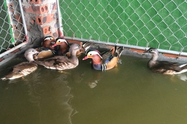 12 triệu đồng/đôi, giới chơi chim mê tít vịt uyên ương