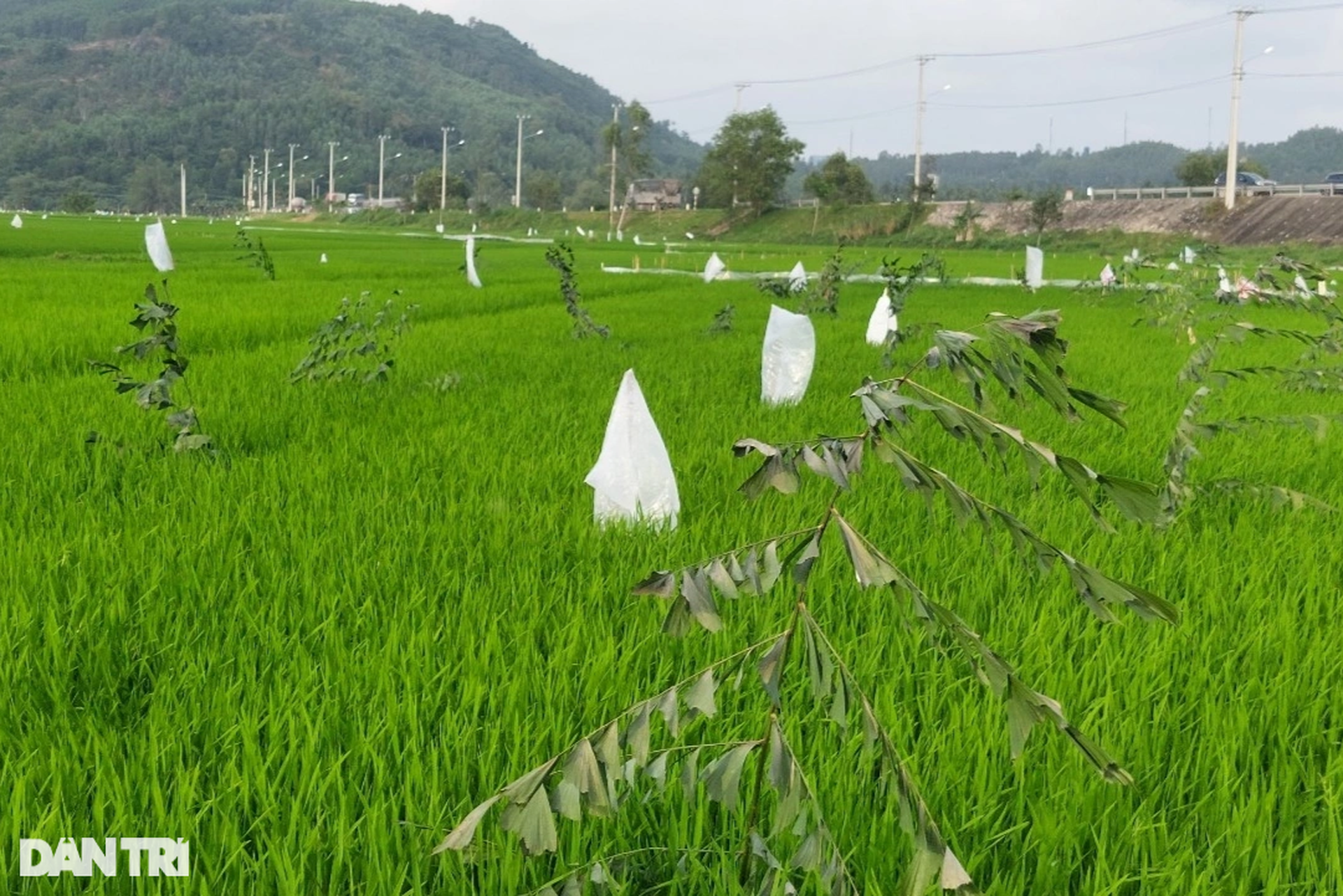 Nhà có 7 sào ruộng phải sắm 50 bẫy chuột, nông dân kêu trời - 8 Nhà có 7 sào ruộng phải sắm 50 bẫy chuột, nông dân kêu trời - 8