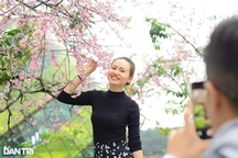 Mai anh đào bất ngờ bung nở giữa tháng 4 ở Đà Lạt