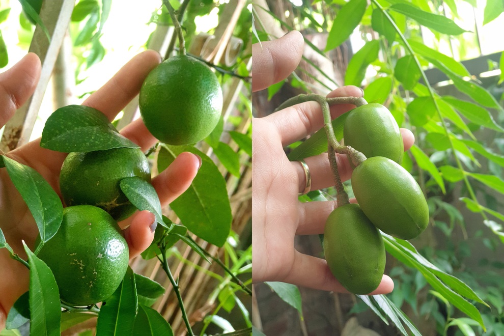 Cô gái Phú Thọ rèn tính kiên nhẫn nhờ làm vườn, trồng rau trên sân thượng - 6 Cô gái Phú Thọ rèn tính kiên nhẫn nhờ làm vườn, trồng rau trên sân thượng - 6