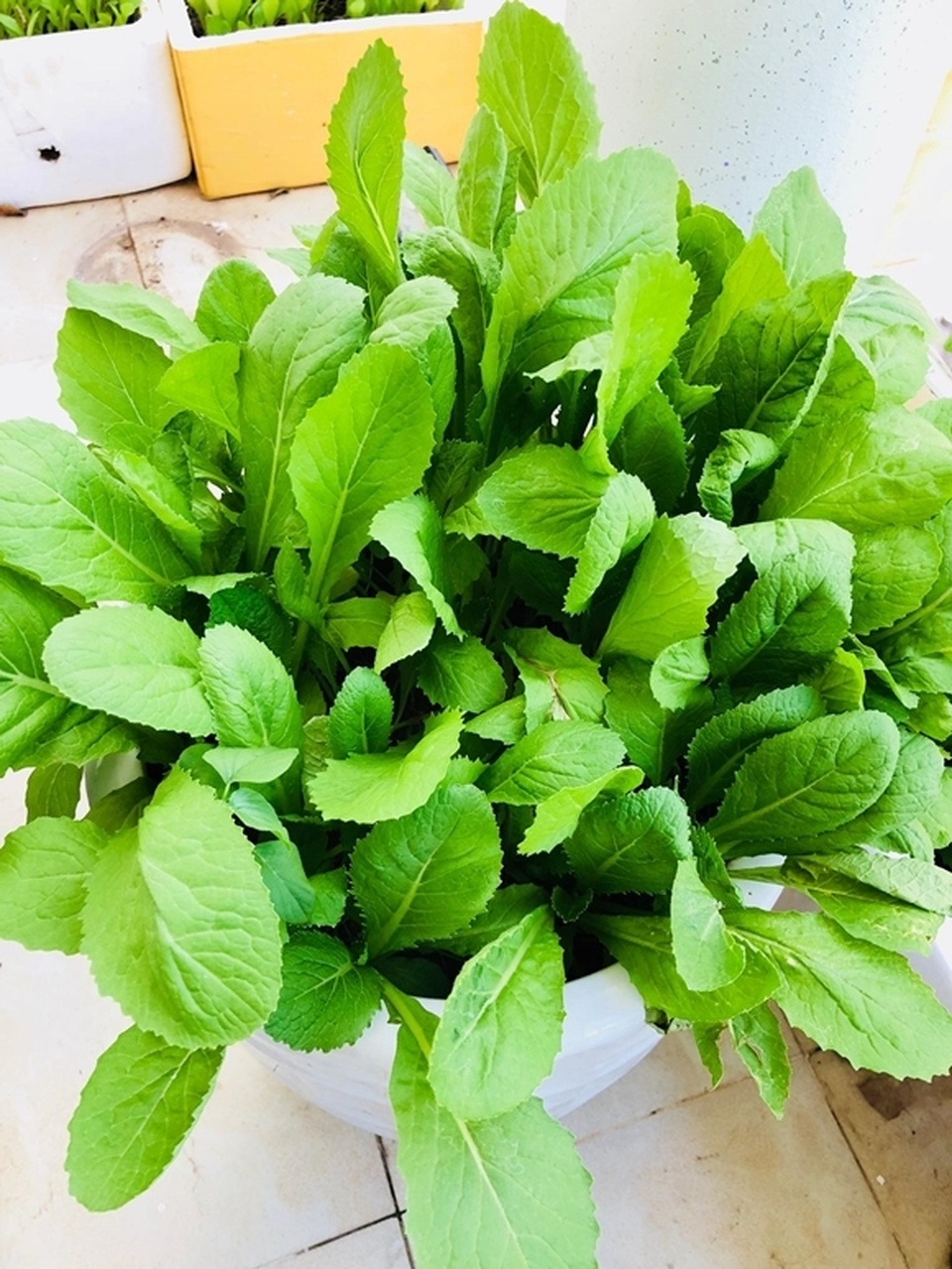 Vườn rau, trái cây xanh mướt mát của gia đình Hải Băng - Thành Đạt - 7 Vườn rau, trái cây xanh mướt mát của gia đình Hải Băng - Thành Đạt - 7