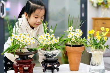 Kỳ công thú chơi hoa "nhà giàu", canh thời gian nở đúng đêm giao thừa