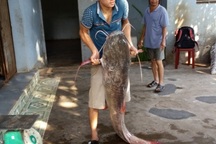 Hơn 2 giờ vật lộn bắt cá lăng "khủng" dài 1,7m nặng 43kg