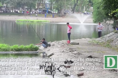 Hà Nội: Thản nhiên câu cá gần đàn thiên nga ở hồ Thiền Quang