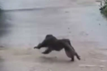 Khỉ hung hãn tấn công 3 người bị thương, cắn chết 4 con chó