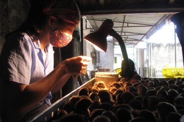 Ngồi soi lỗ huyệt gà, lương cao ngang giám đốc