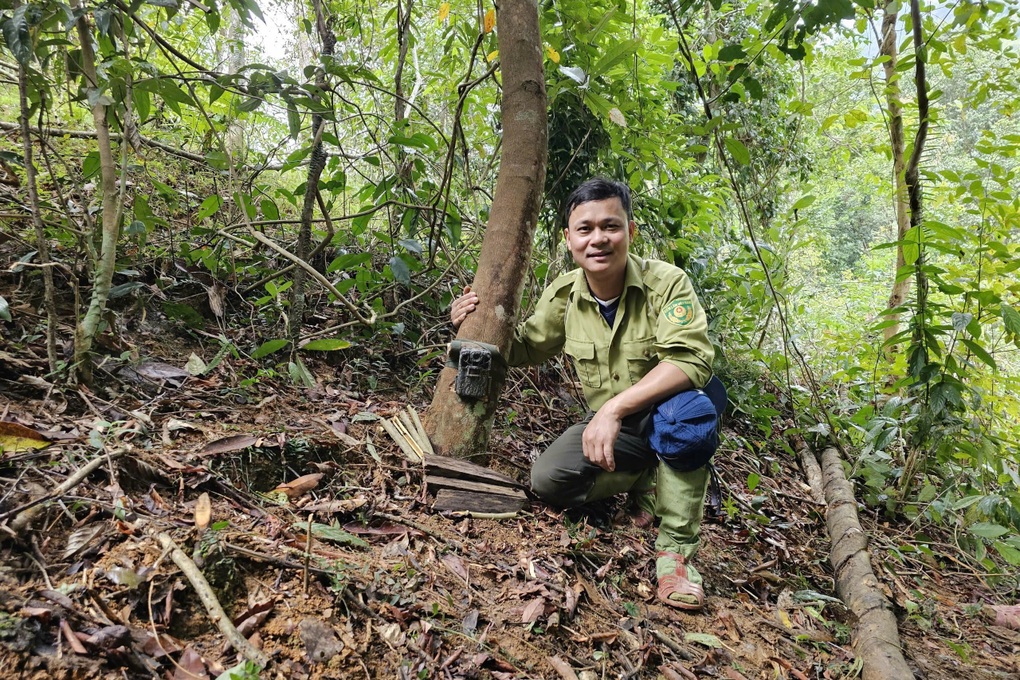 Gà lôi trắng trong rừng già Nghệ An - 2 Gà lôi trắng trong rừng già Nghệ An - 2