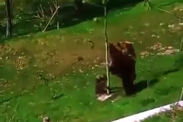 Gấu con tinh nghịch khiến gấu mẹ phải "đau đầu"