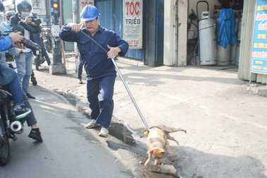 Xử lý thế nào khi bị chó cắn, mèo cào để tránh bệnh dại?