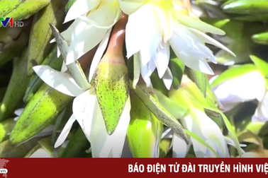 Nghề hái bông súng ma phát triển ở Đồng Tháp