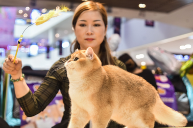 Nghề luyện mèo thành "hoa hậu": Món đầu tư tiền tỷ