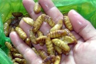 Nhộng tằm Đại Lãnh: Món ngon quê lụa