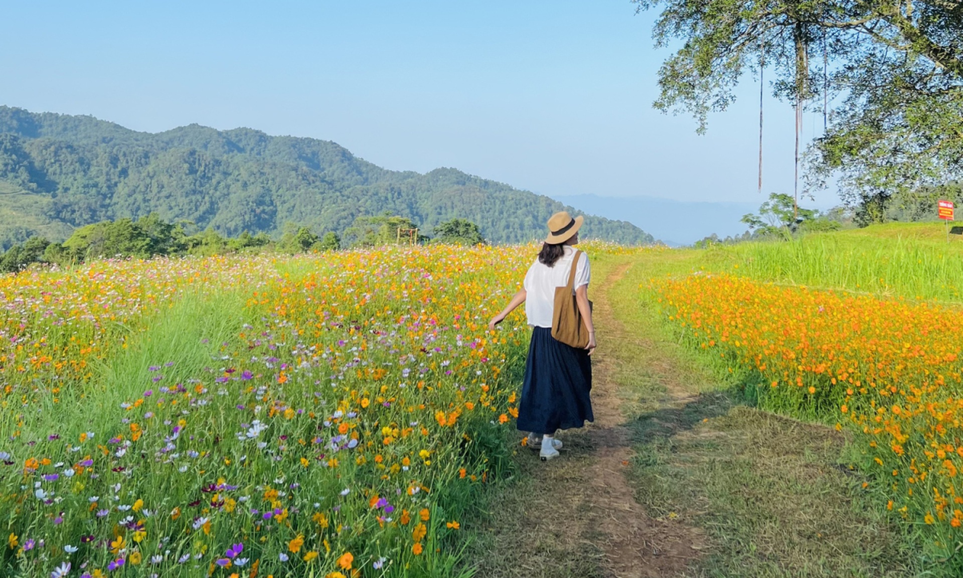 Ngọn đồi ngập tràn hoa cánh bướm đẹp thơ mộng như phim gây sốt ở Hòa Bình - 8 Ngọn đồi ngập tràn hoa cánh bướm đẹp thơ mộng như phim gây sốt ở Hòa Bình - 8