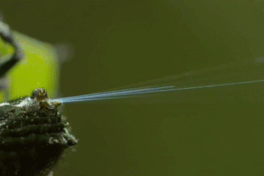 Loài nhện “siêu đẳng” bắn đoạn tơ dài 25 mét làm cầu đi... qua sông