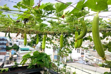 Gia chủ Sài Gòn vác đất lên sân thượng, làm vườn rau trái xanh sum suê