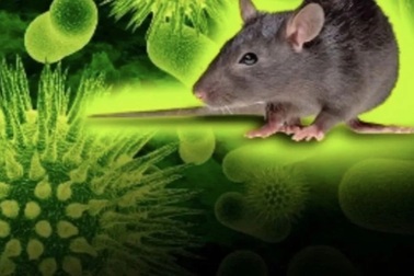 Bộ Y tế phát thông tin khẩn về virus Hanta khiến 3 người tử vong