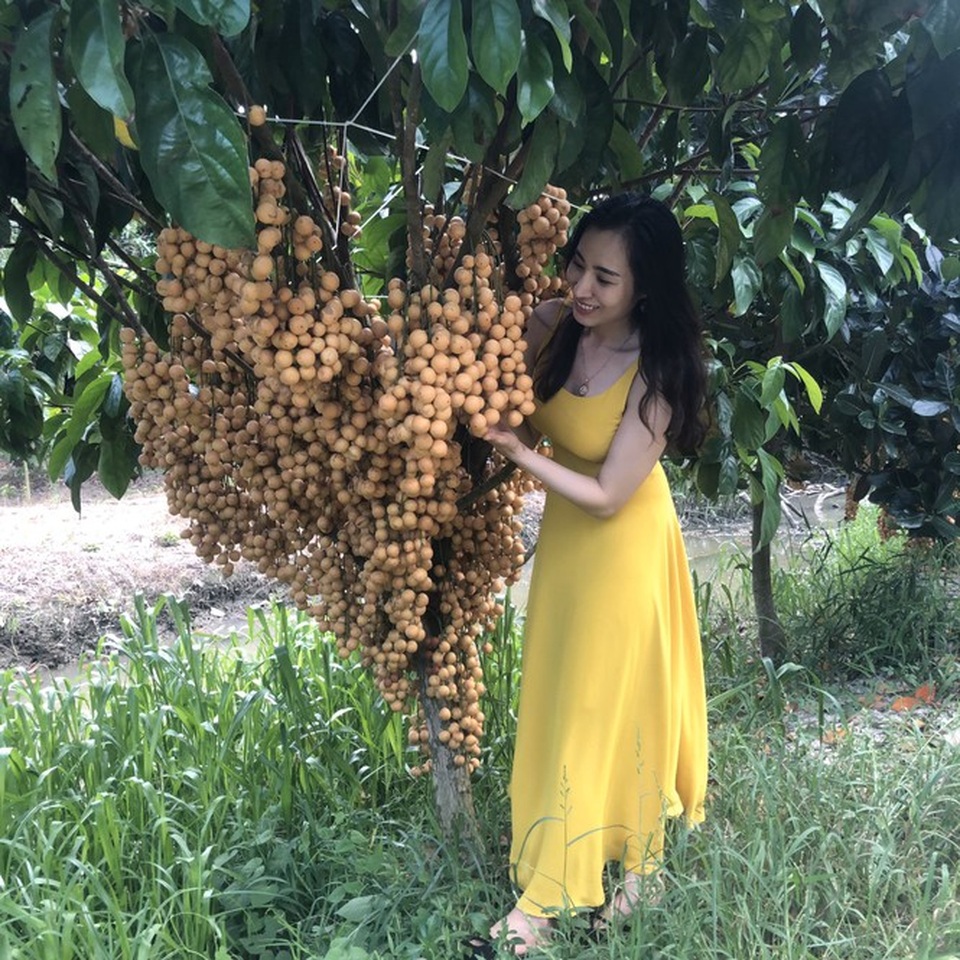 Đã mắt với vườn dâu trái từ gốc đến ngọn ở miền Tây - 3 Đã mắt với vườn dâu trái từ gốc đến ngọn ở miền Tây - 3
