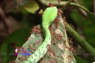 Rắn suýt trả giá đắt vì bò ngang qua ổ kiến lửa