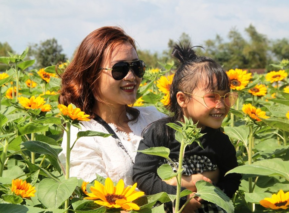 “Phát sốt” với vườn hướng dương nở rực rỡ chưa từng có ở đất võ - 3