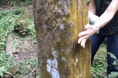 Kỳ lạ thung lũng cây hình vuông với bốn mặt bằng chằn chặn