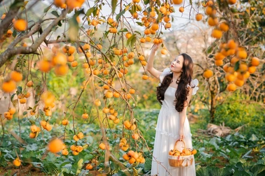 Khách mê hái quả, chụp ảnh, uống cà phê tại vườn khi đi du lịch Sơn La