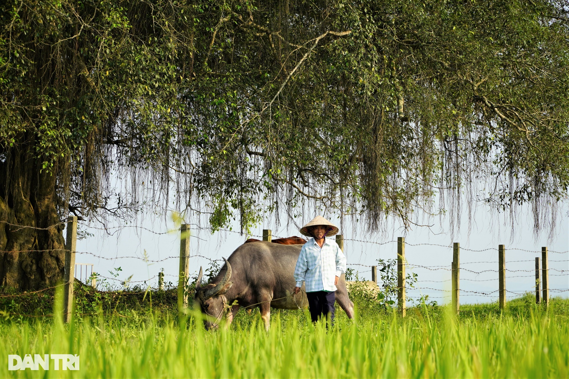 Cây sanh đại thụ 500 tuổi nằm giữa cánh đồng, dân làng dựng hàng rào bảo vệ - 9 Cây sanh đại thụ 500 tuổi nằm giữa cánh đồng, dân làng dựng hàng rào bảo vệ - 9