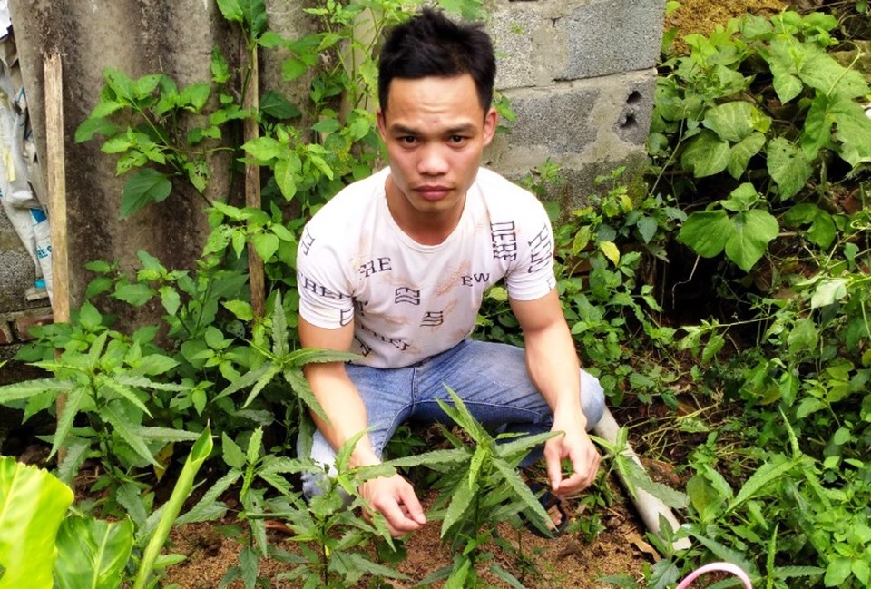 Ba thanh niên trồng cần sa trong vườn để... nuôi gà chọi - 1 Ba thanh niên trồng cần sa trong vườn để... nuôi gà chọi - 1