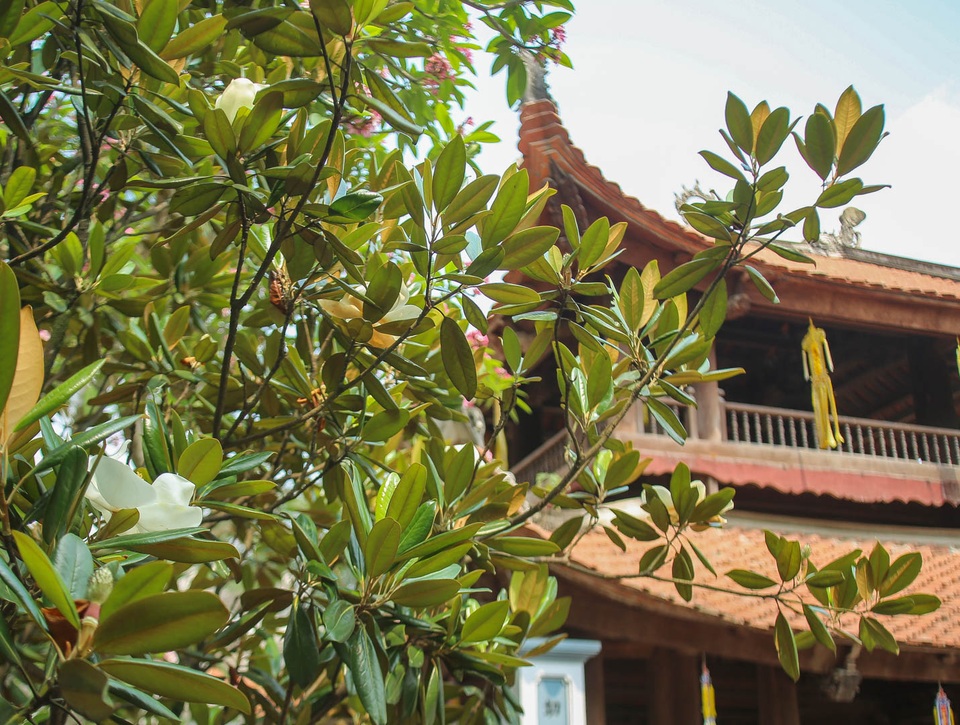 Kì lạ đóa sen nằm trên cạn, tỏa hương thơm ngát ngôi chùa trăm năm tuổi - 2 Kì lạ đóa sen nằm trên cạn, tỏa hương thơm ngát ngôi chùa trăm năm tuổi - 2