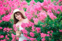 Phát "sốt" với con đường hoa tường vi đẹp như mơ ở Hà Nội