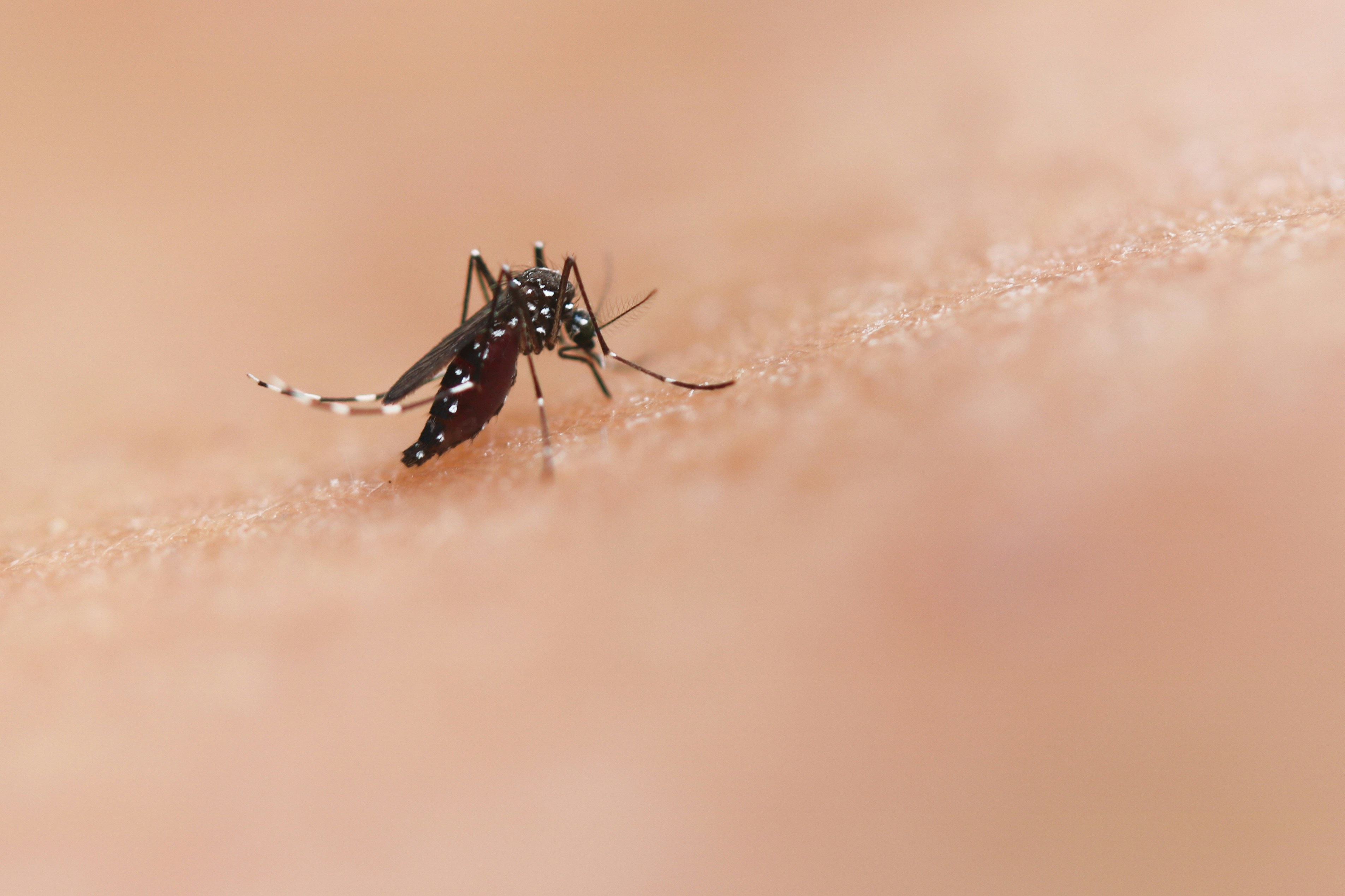 Tình hình mới nhất về bệnh Chikungunya và Zika ở TPHCM - 1