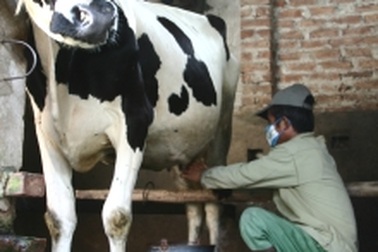 Gia súc ngán ngấy vì phải… uống sữa bò