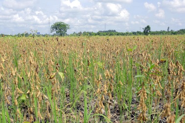 Vinasoy và những thành tựu mới trong việc chọn tạo giống mới và phát triển vùng nguyên liệu