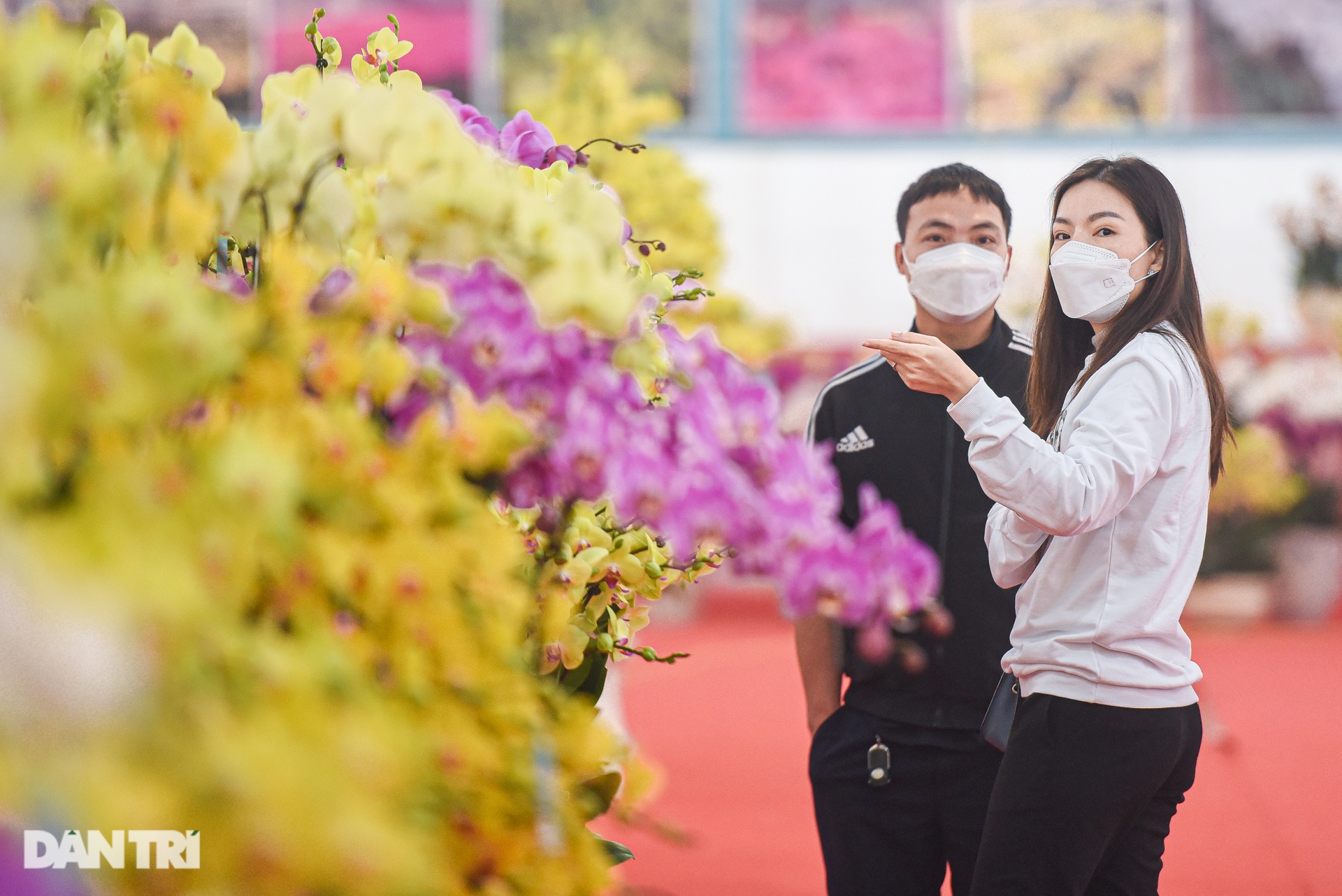 Chậu lan hồ điệp khổng lồ chào bán gần một tỷ đồng ở Hà Nội - 7 Chậu lan hồ điệp khổng lồ chào bán gần một tỷ đồng ở Hà Nội - 7