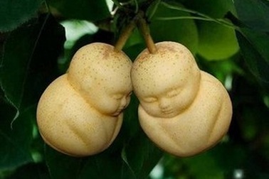 Những quả lê hình người tại Trung Quốc