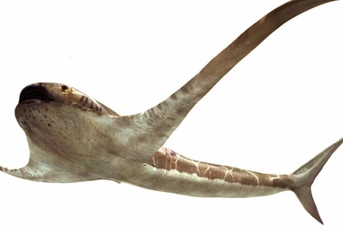 Phát hiện hóa thạch loài cá mập cổ đại có ngoại hình kỳ dị