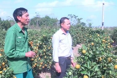 Vựa quất cháy hàng trước Tết